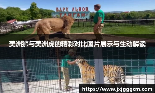 美洲狮与美洲虎的精彩对比图片展示与生动解读